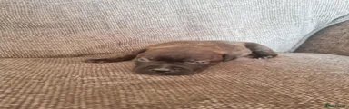 Staffordshire Bull Terrier Puppy 5