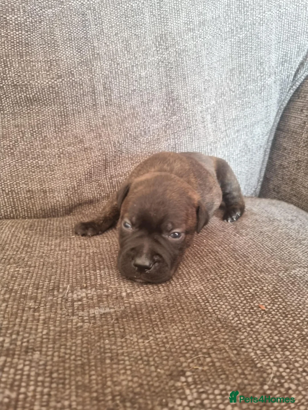 Staffordshire Bull Terrier dogs for sale: Beautiful staffie puppies  - Advert 2