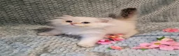 British Shorthair cats for sale: 💖TICA GOLDEN / GOLDEN POINT BSH & BLH KITTENS💖 - Advert 14