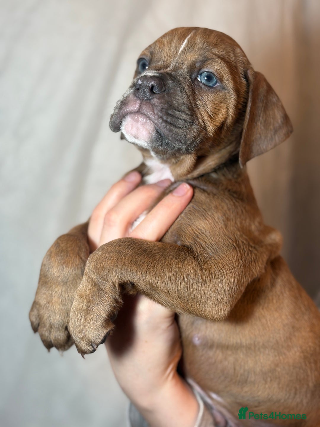 Olde English Bulldogge dogs for sale: 8 week old Olde English Bulldogges  - Advert 17