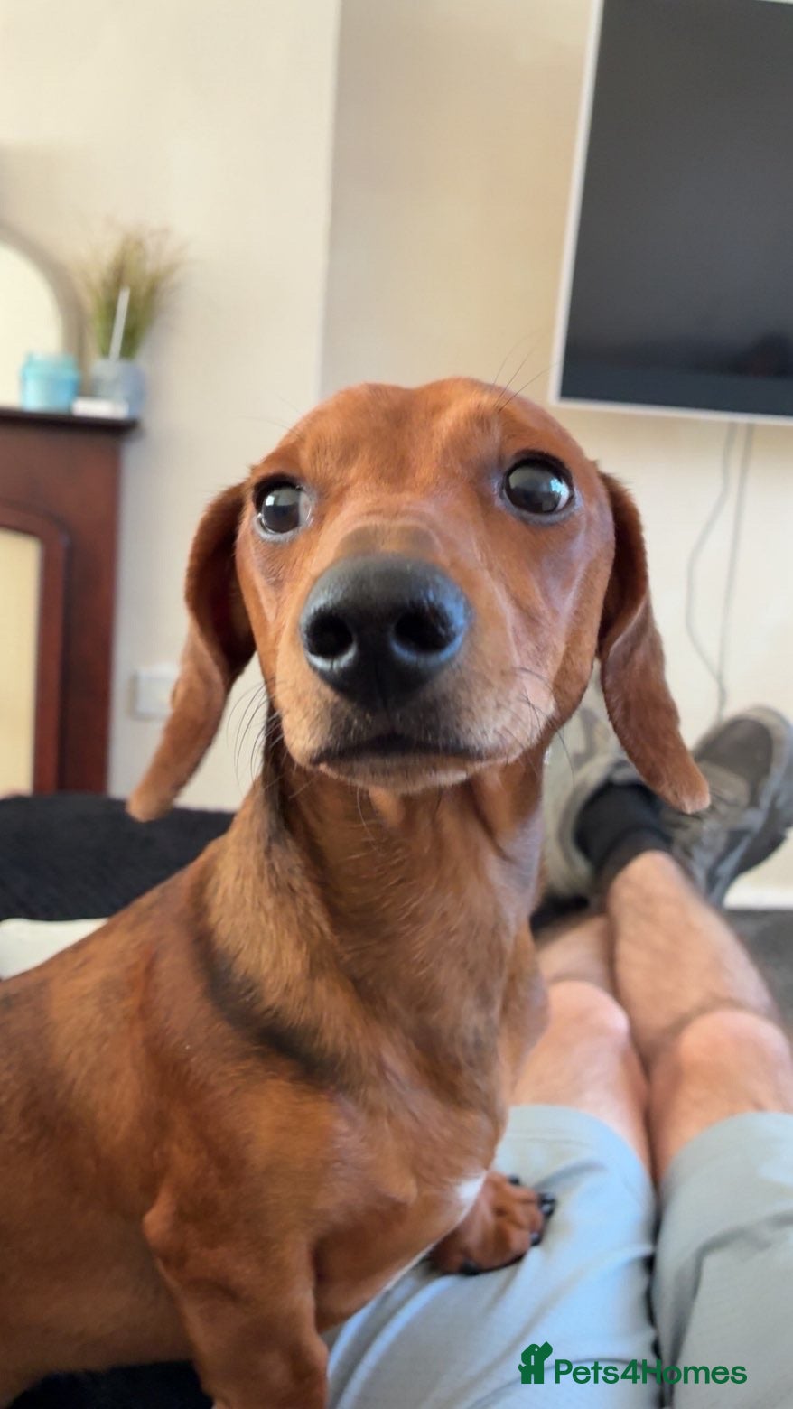 Dachshund dogs Dachshund for sale - Advert 1
