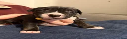 Mixed Breed dogs for sale: Beautiful English Bull Terrier cross Staffy - Advert 14