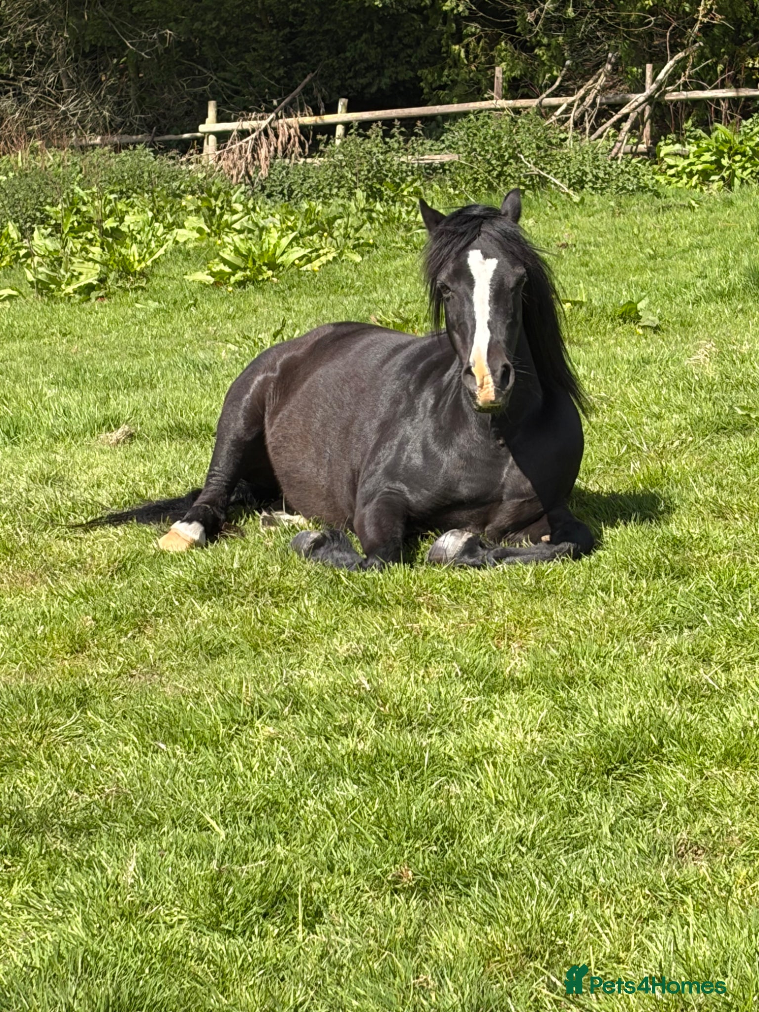 Other Breed horses Beauty by name beauty by nature  - Advert 1