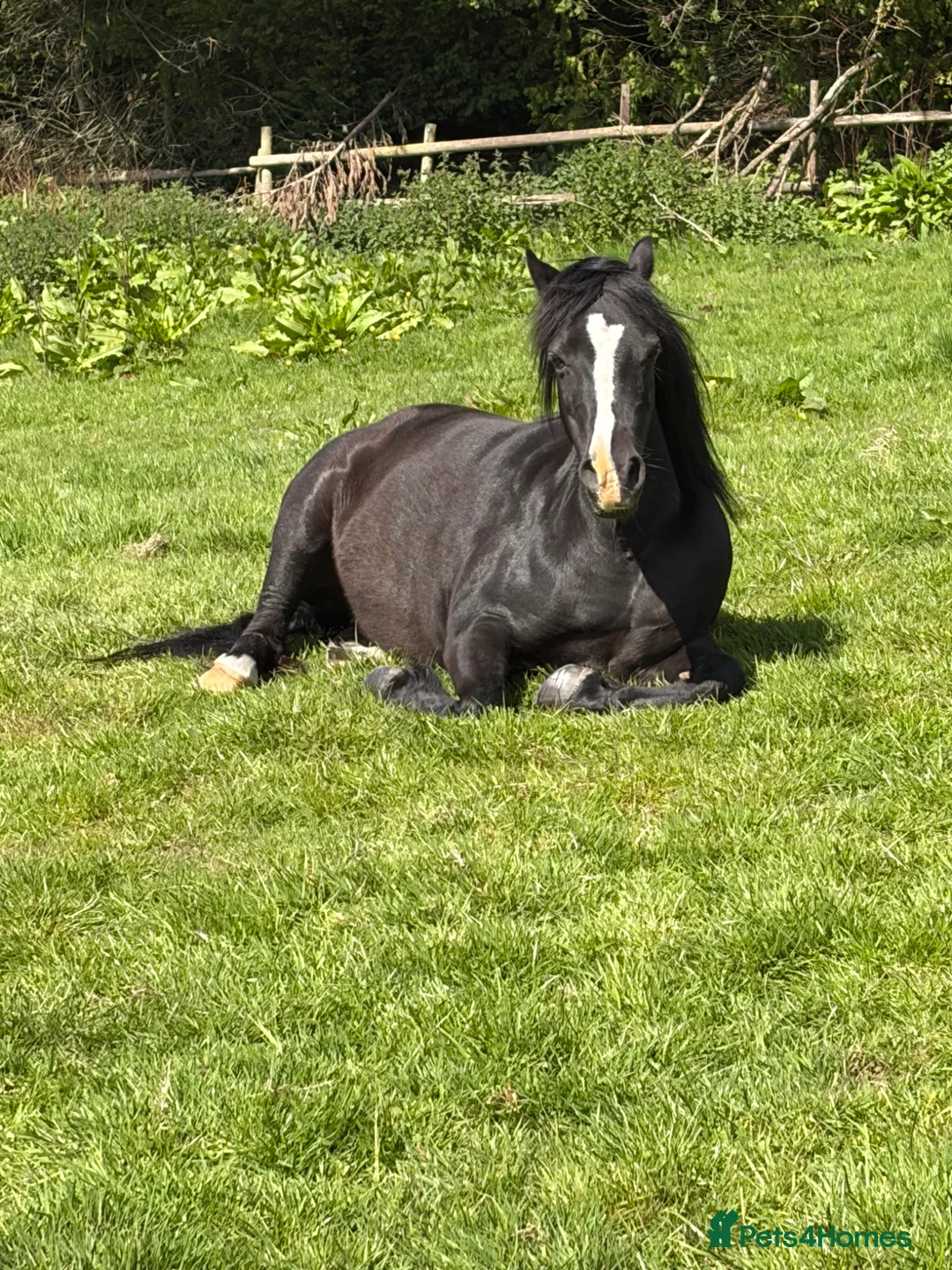 Other Breed horses for sale: Beauty by name beauty by nature  - Advert 1