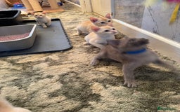 Burmese cats for sale: Burmese Kittens For Sale - Advert 25