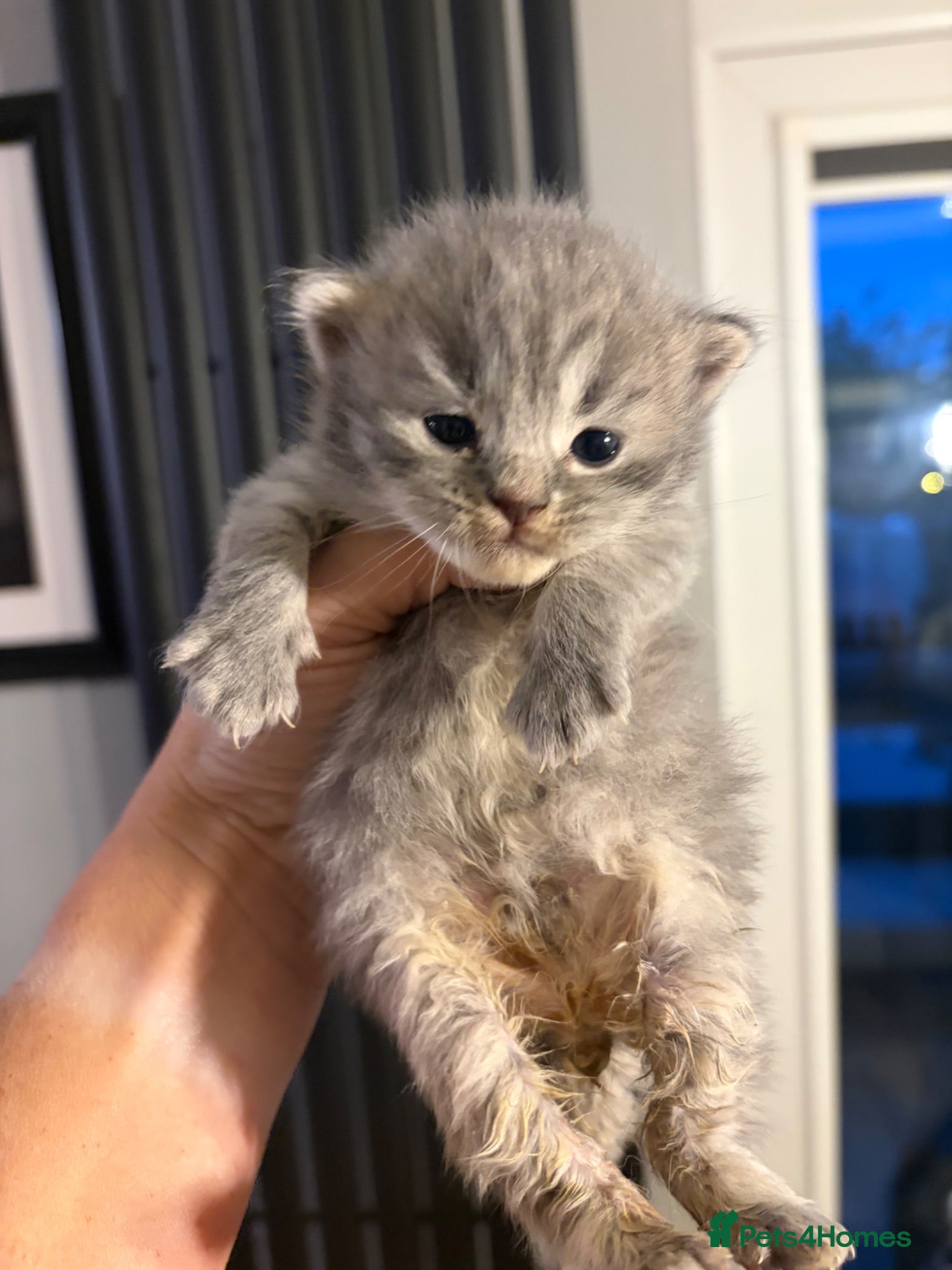 British Shorthair cats Exceptions kittens available to reserve  - Advert 13