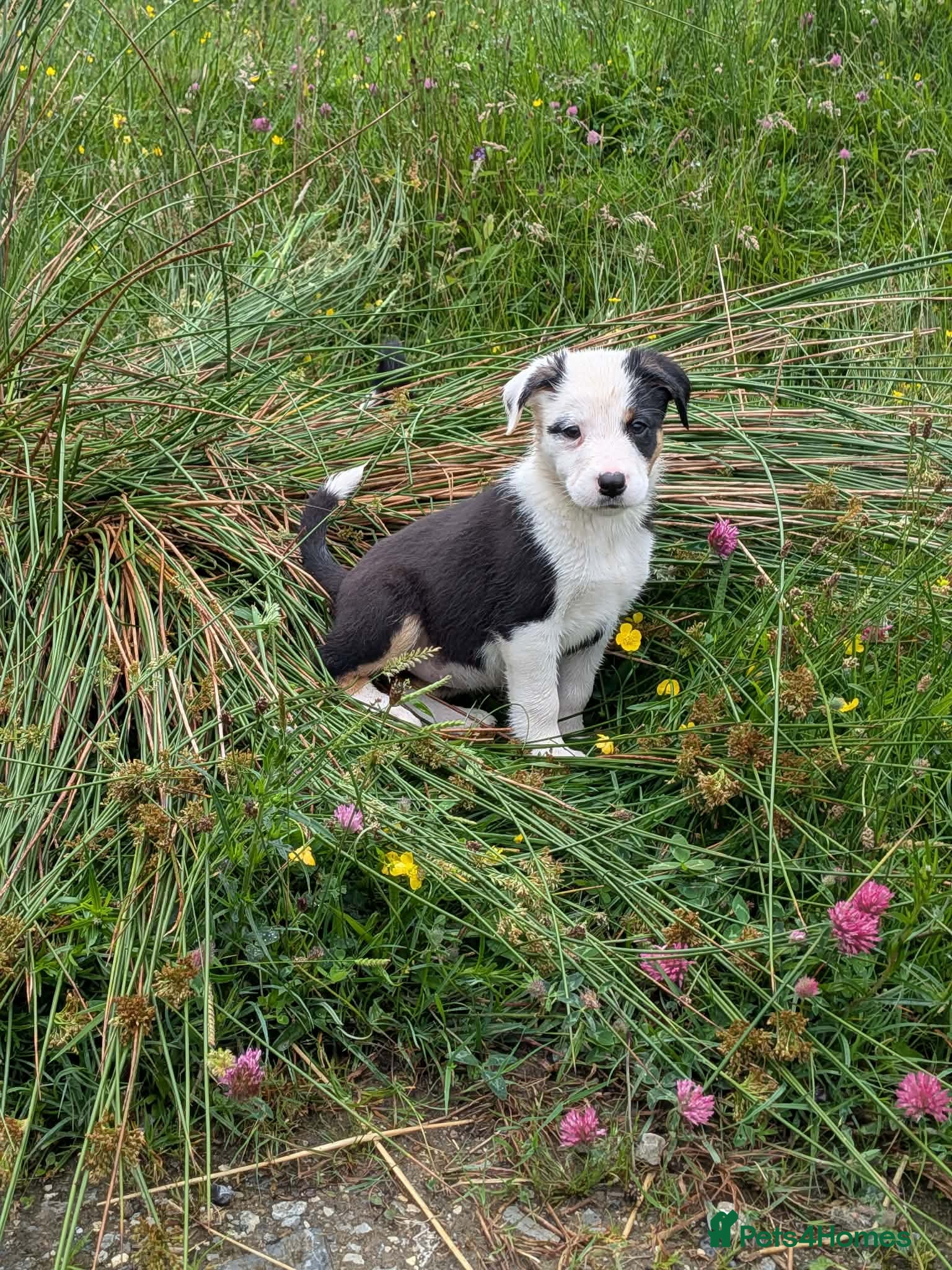 Border Collie dogs Working collie pups  - Advert 4