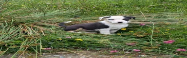 Border Collie 1