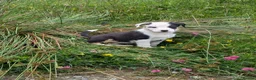 Border Collie dogs for sale: Working collie pups  in Lairg - Advert 1