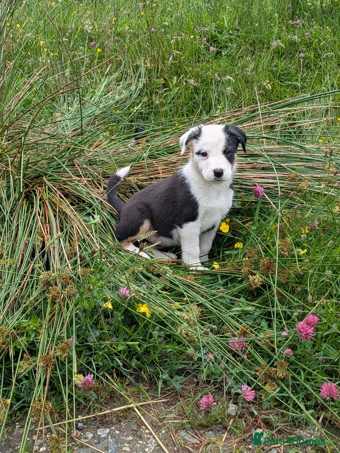Border Collie dogs for sale: Working collie pups  in Lairg - Advert 1