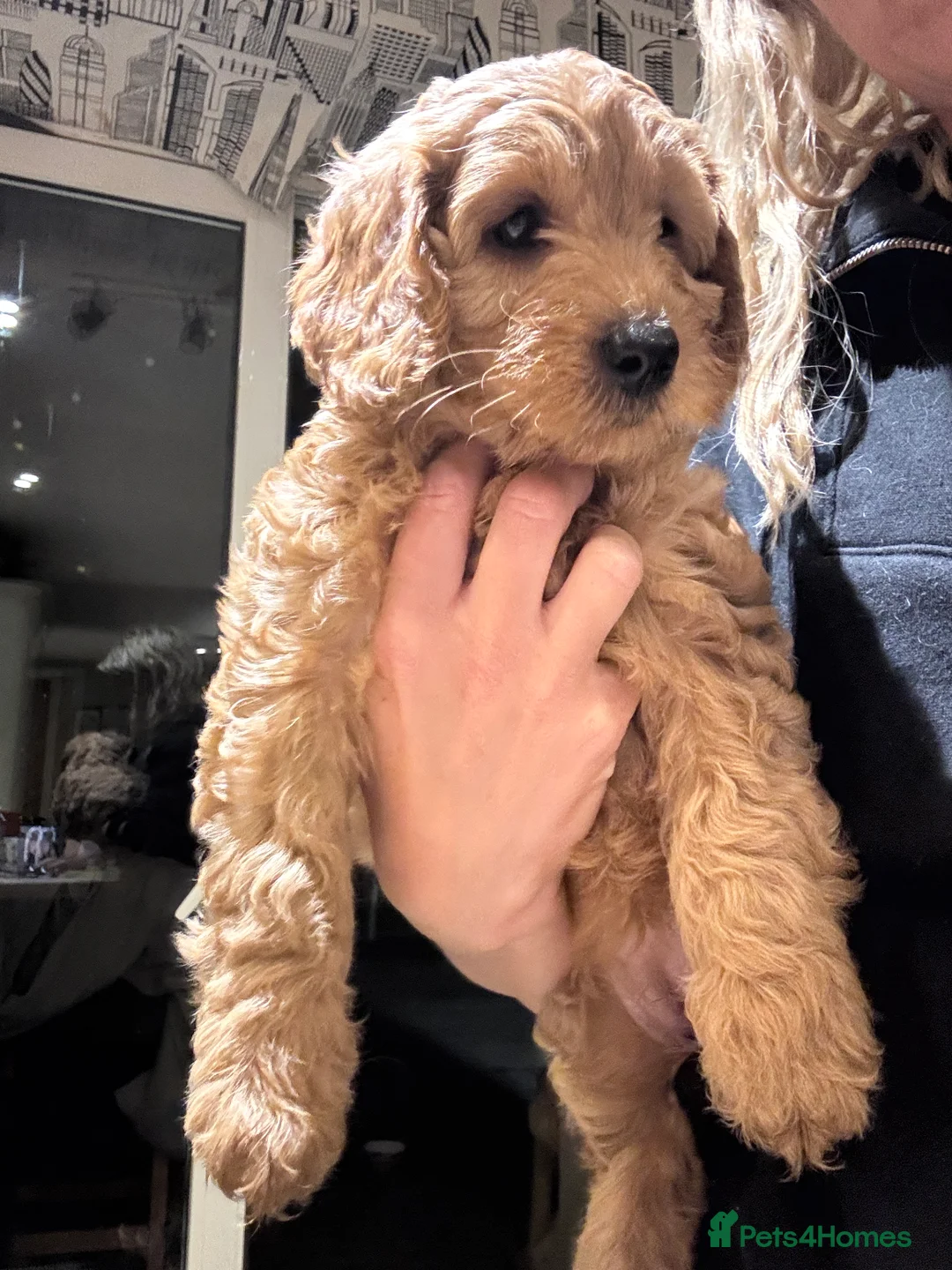 Cockapoo dogs for sale: Cockapoo Puppy  - Advert 38