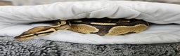 Python Snake reptiles for sale: Gorgeous royal python and full set up - Advert 1
