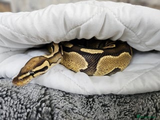 Python Snake reptiles Gorgeous royal python and full set up - Advert 1