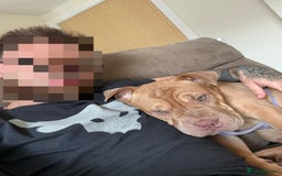 Mixed Breed dogs for sale: Daisy female  - Image 3