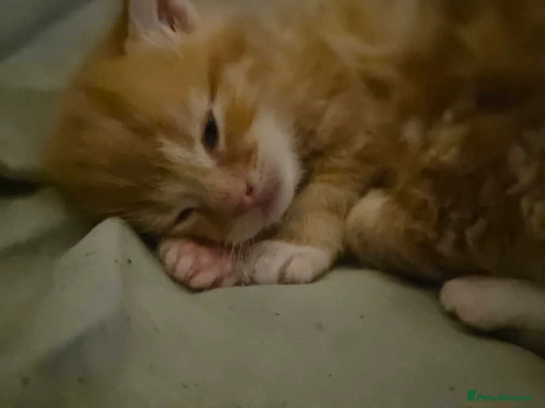 Mixed Breed cats for sale: Kittens for sale - Advert 16