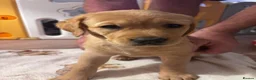 Goldador dogs for sale: Goldador with a dash of dalmation  - Advert 6