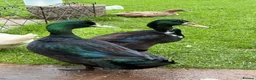Ducks poultry for sale: Two Runner Drakes  - Advert 4
