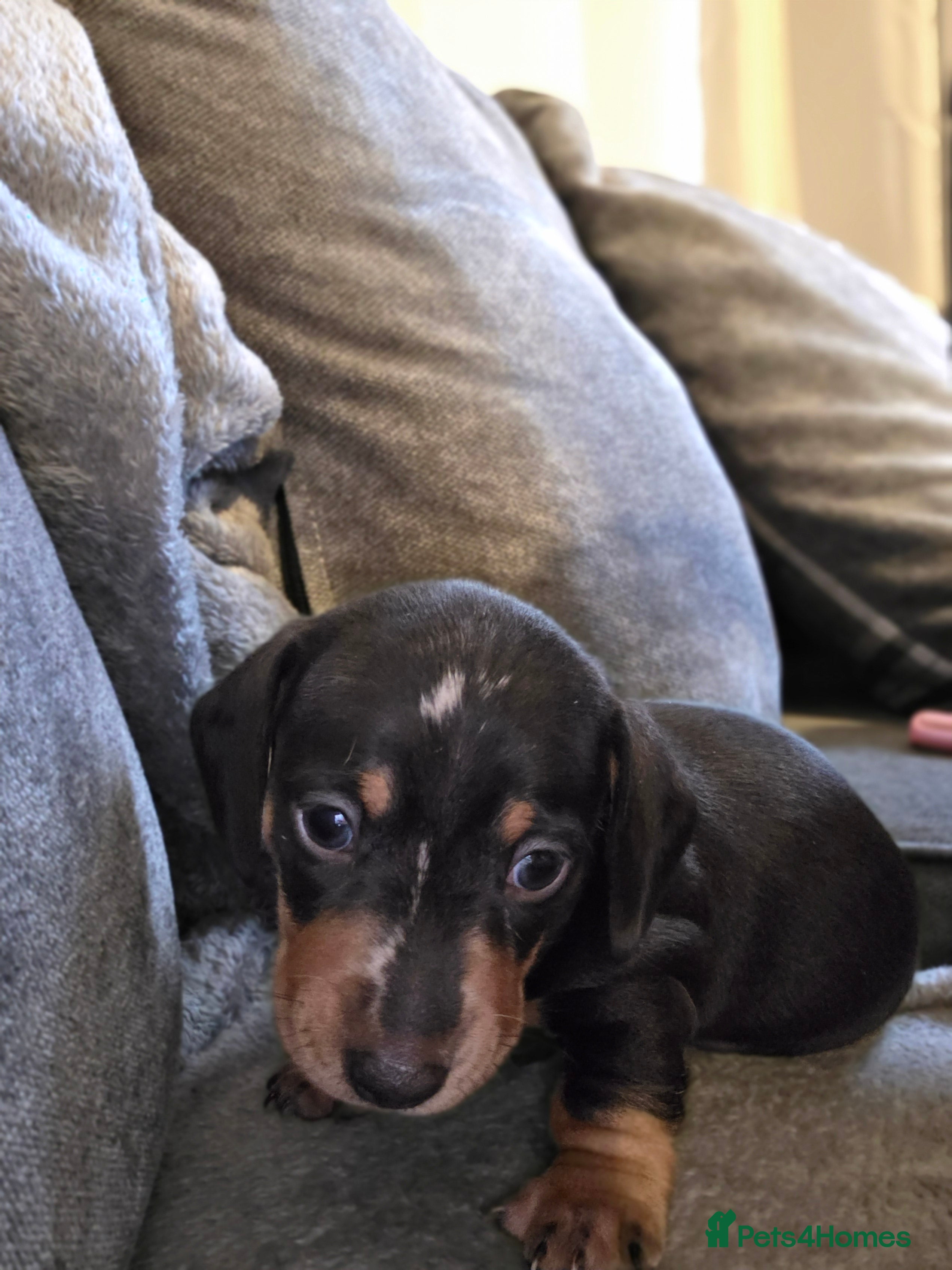 Miniature Dachshund dogs Male Miniature Dachshund - Advert 6