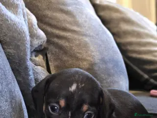Miniature Dachshund dogs Male Miniature Dachshund - Advert 6