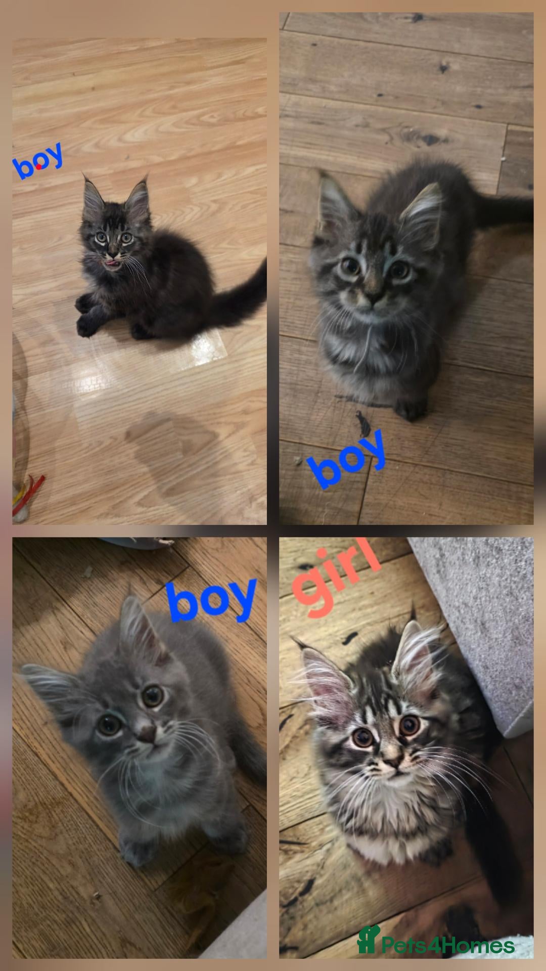 Maine Coon cats Ready now Pure breed Maine coons kittens 1g & 3b - Advert 1