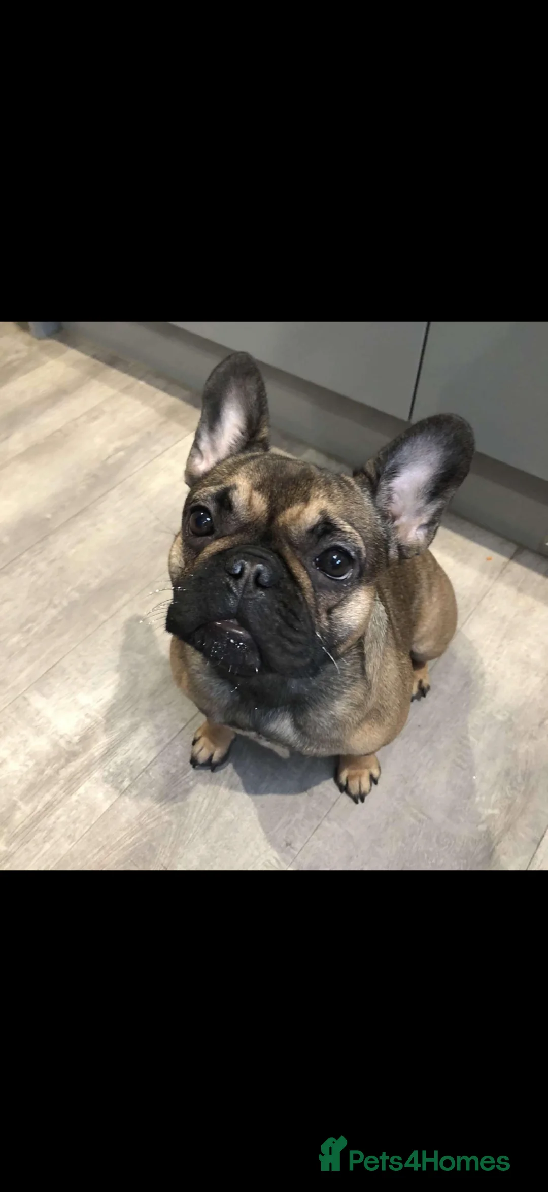 French Bulldog dogs for sale: French bulldog for sale  - Advert 1