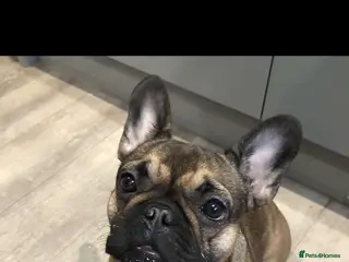 French Bulldog dogs French bulldog for sale - Advert 1