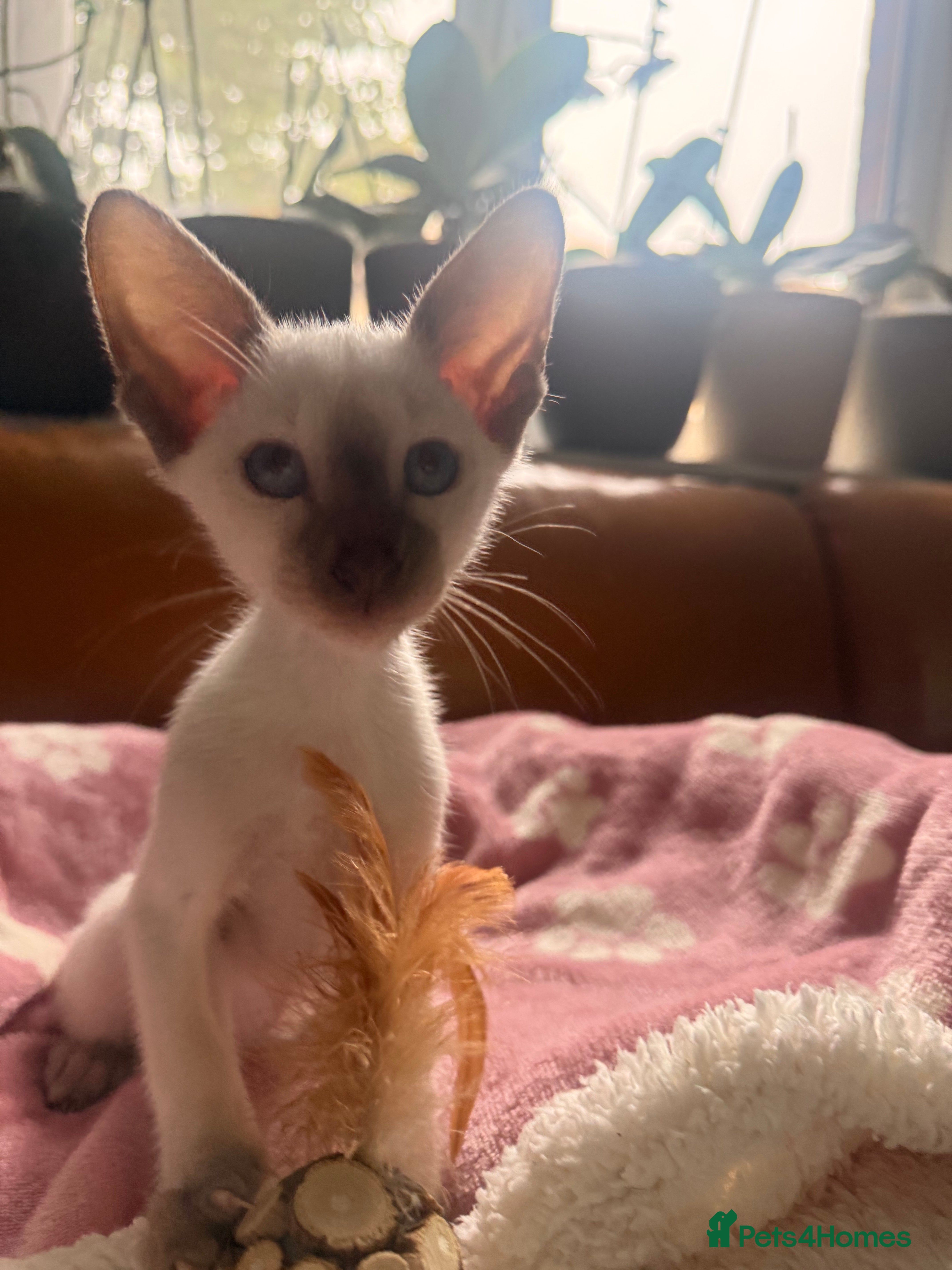 Oriental cats Beautiful Siamese & Oriental Kittens  - Advert 2