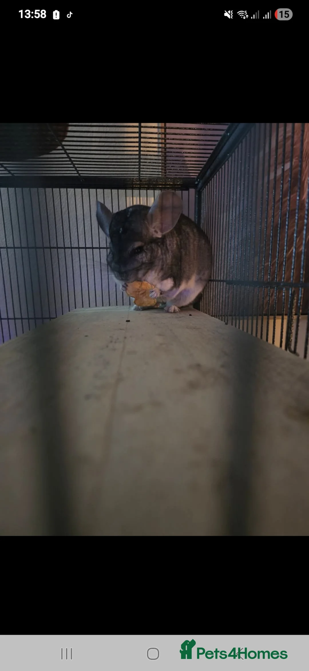Chinchilla rodents for sale: Fully bonded pair of chinchillas boys rescue - Advert 2