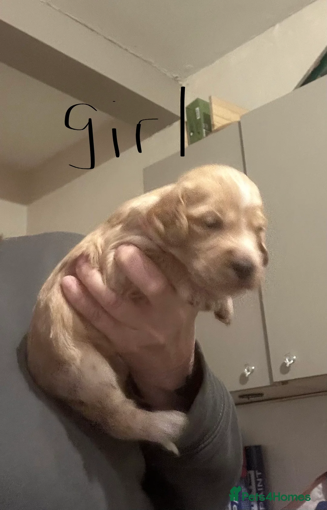 Cockapoo dogs for sale: Cockapoo puppies for sale  - Advert 7