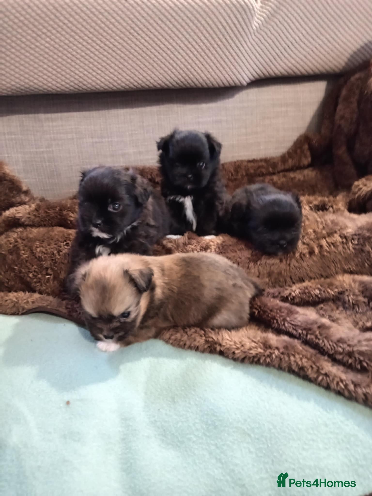 Mixed Breed dogs Shih poo puppies for sale - Advert 2