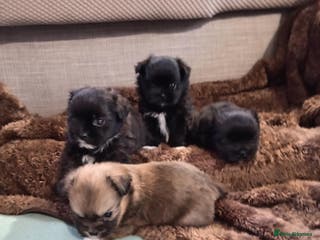 Mixed Breed dogs Shih poo puppies for sale - Advert 16
