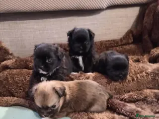 Mixed Breed dogs Shihpoo puppies for sale - Advert 8