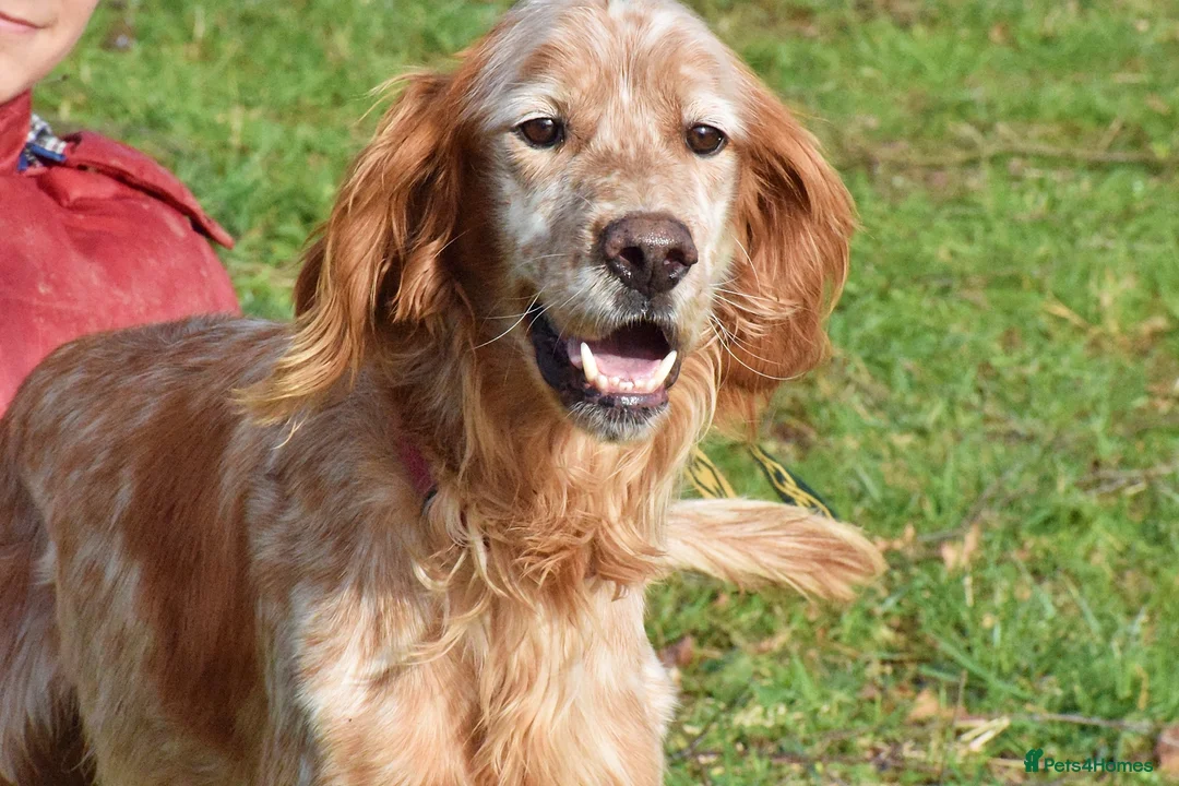 English Setter dogs for adoption: Thor  in Woolacombe - Advert 1