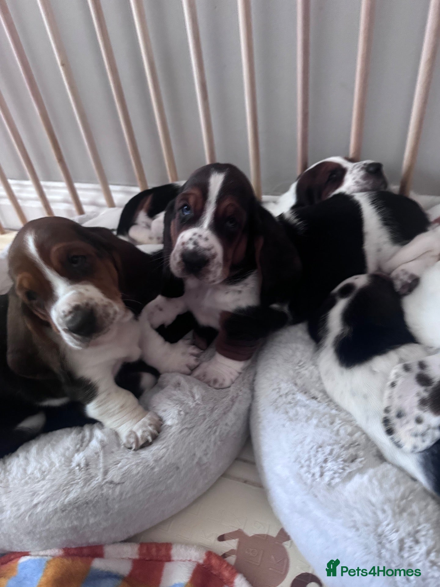 Basset Hound dogs QUALITY KC LITTER OF BASSET PUPPYS - Advert 10