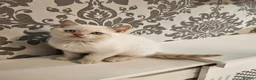 British Shorthair cats for sale: Blue eyes Flame Point British Shorthair kitten in Oldbury - Advert 5
