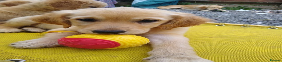Golden Retriever Puppy 2