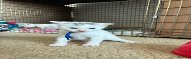 Mixed Breed 2