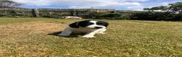Sprocker dogs for sale: Sprocker/sprockador in Barnstaple - Advert 7