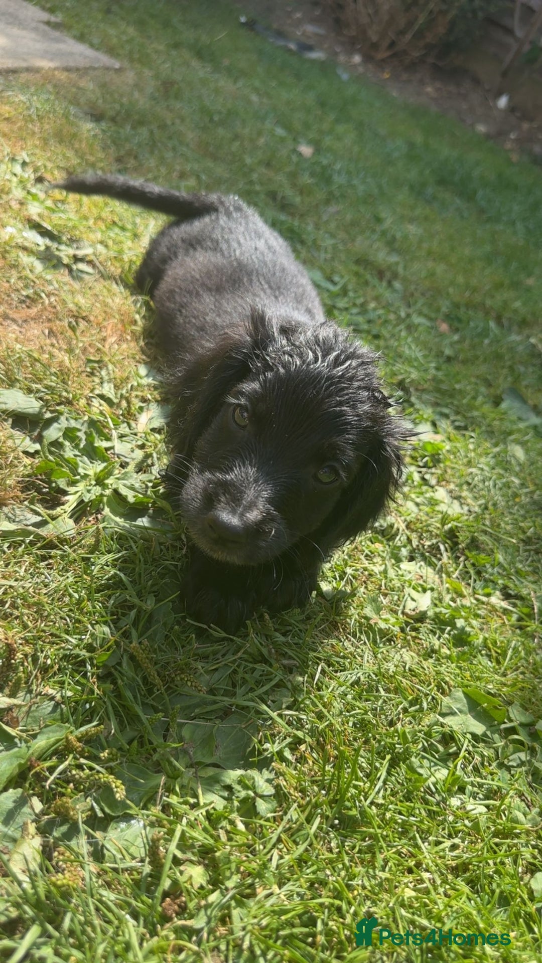 Cockapoo dogs for sale: Cockapoo puppies  - Image 4