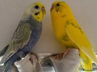 Budgerigars birds for sale - Advert 1