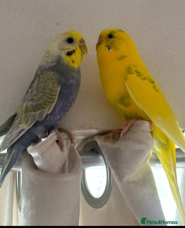Budgerigars birds - Advert 1