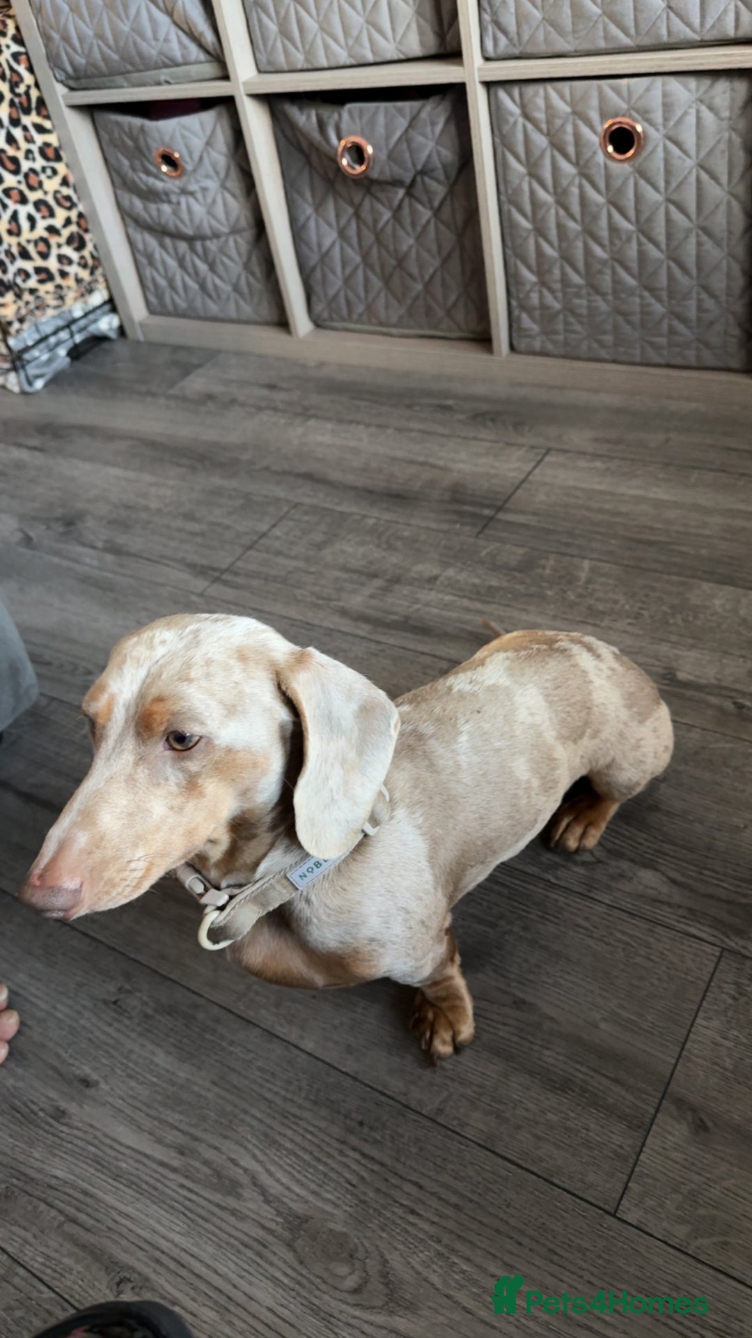 Miniature Dachshund dogs for sale: Miniature dapple male  - Advert 2