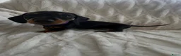 Miniature Dachshund dogs for sale: 3 beautiful miniature dachshund girls  in Chesterfield - Advert 10