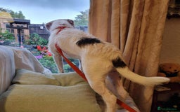 Mixed Breed dogs for adoption: Artemis - Fakenham Norfolk  - Image 7