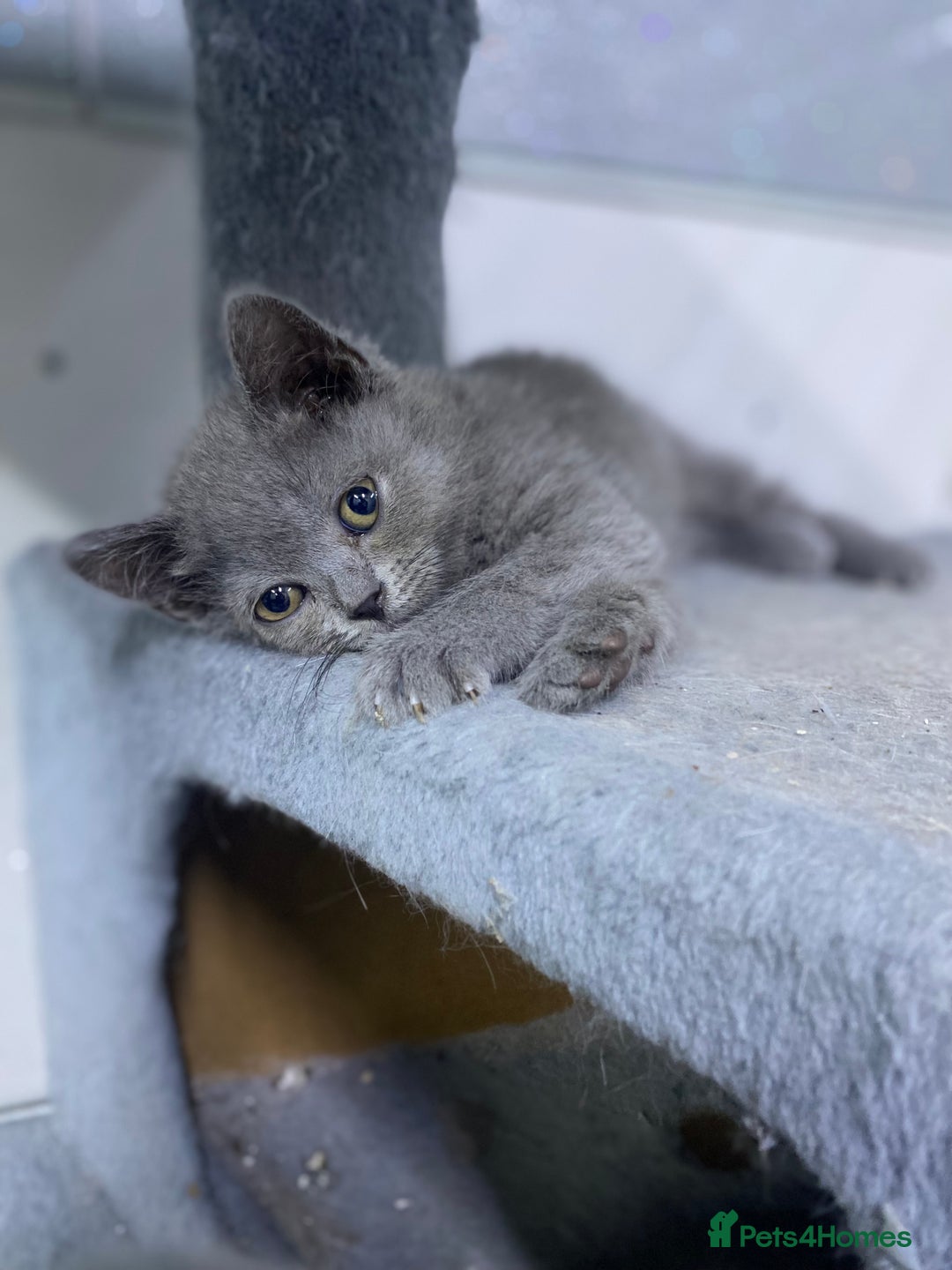 British Shorthair cats for sale: Stunning fluffy British short haired kittens  - Image 3