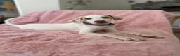 Mixed Breed dogs for adoption: Super Sweet Snowy - Advert 11