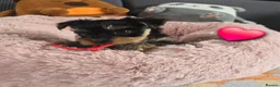 Yorkshire Terrier dogs for sale: 5 cute cuddly puppies looking for new loving homes - Advert 6