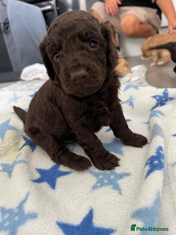 Cockapoo dogs - Advert 4