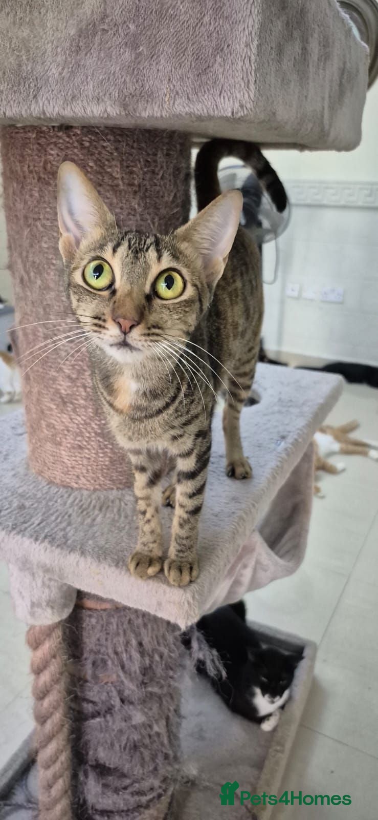 Arabian Mau cats Chatty Wilma - Advert 2