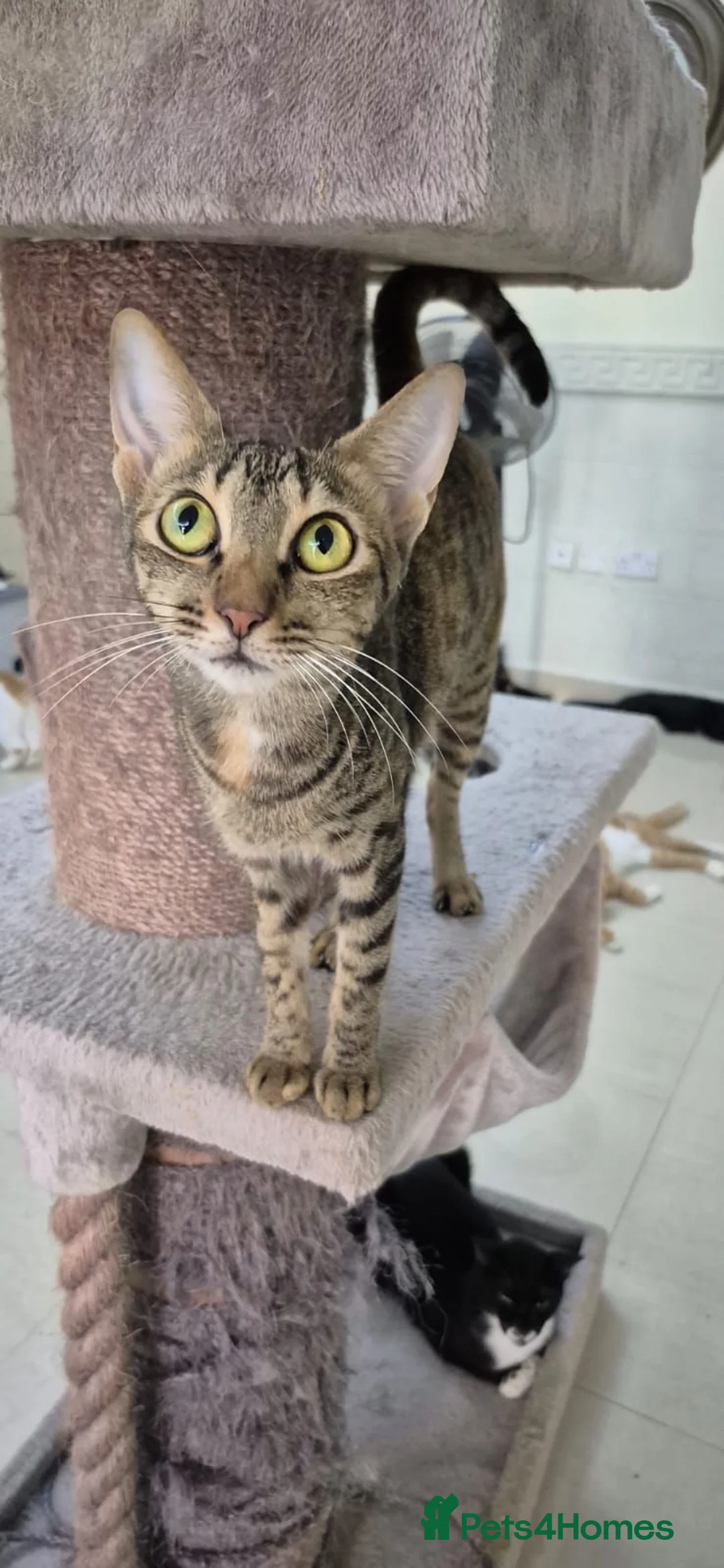 Arabian Mau cats for adoption: Chatty Wilma - Advert 1